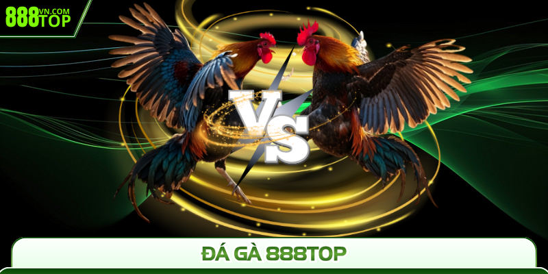 Tìm hiểu về đá gà 888Top